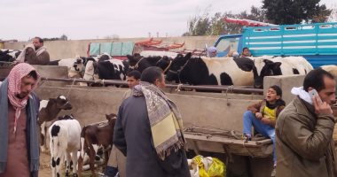 البتلو من 4000 لـ8000 جنيه للرأس.. والجملى 120 جنيها للكيلو.. جولة فى سوق بنهاالبتلو من 4000 لـ8000 